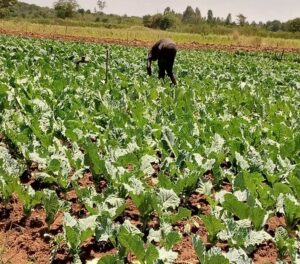 Economic Empowerment  ( Livelihood  , apprenticeship and mentorship)